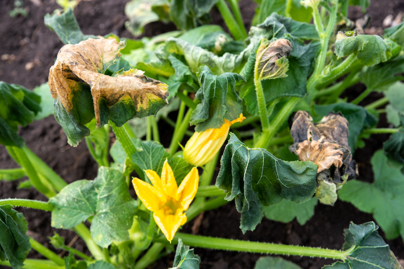How to Protect Your Outdoor Plants from Frost