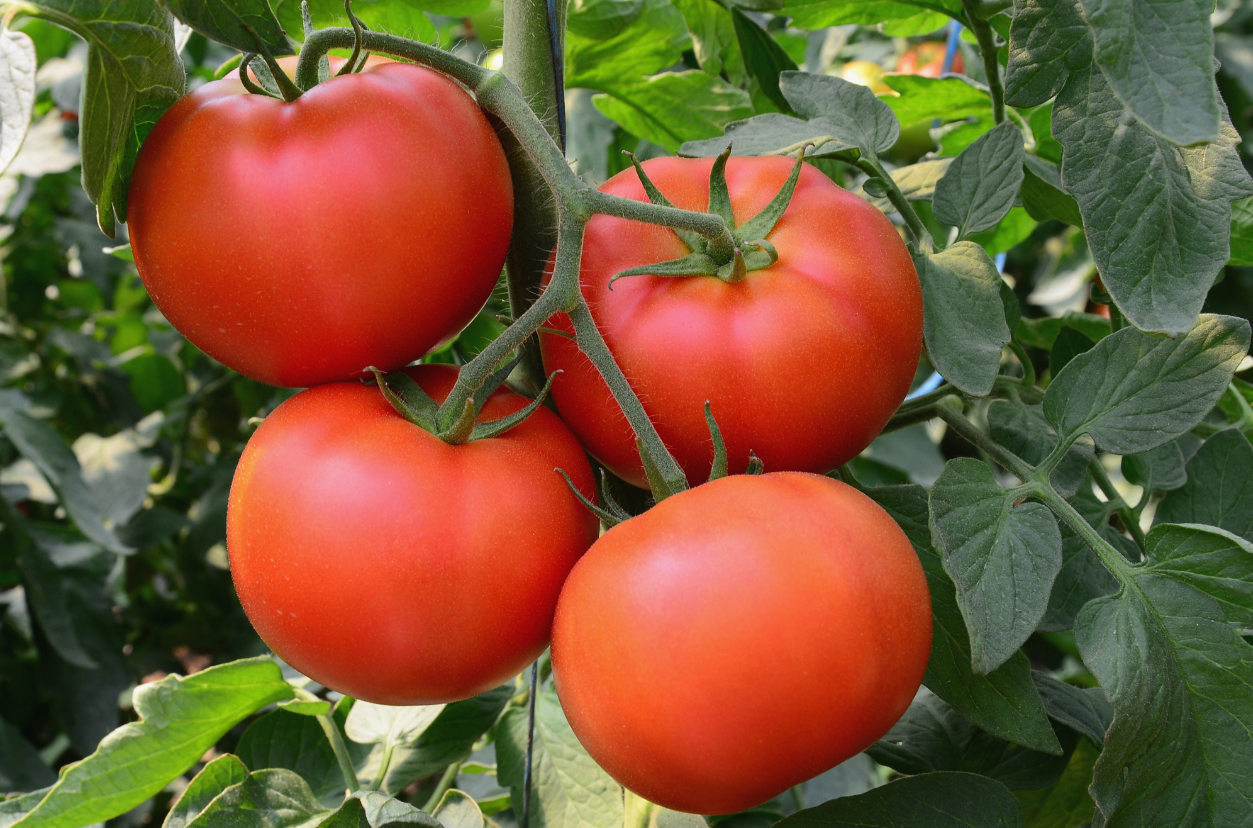 What is the Best Fertilizer for Tomatoes? – Greenway Biotech, Inc.