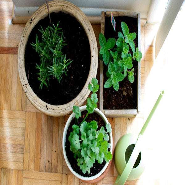 5 Common Mistakes to Avoid When Growing Herbs Indoors