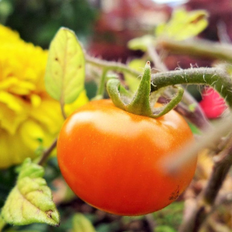 Get the Most From Your Garden With Companion Planting