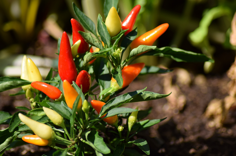 What is the Best Fertilizer for Peppers?