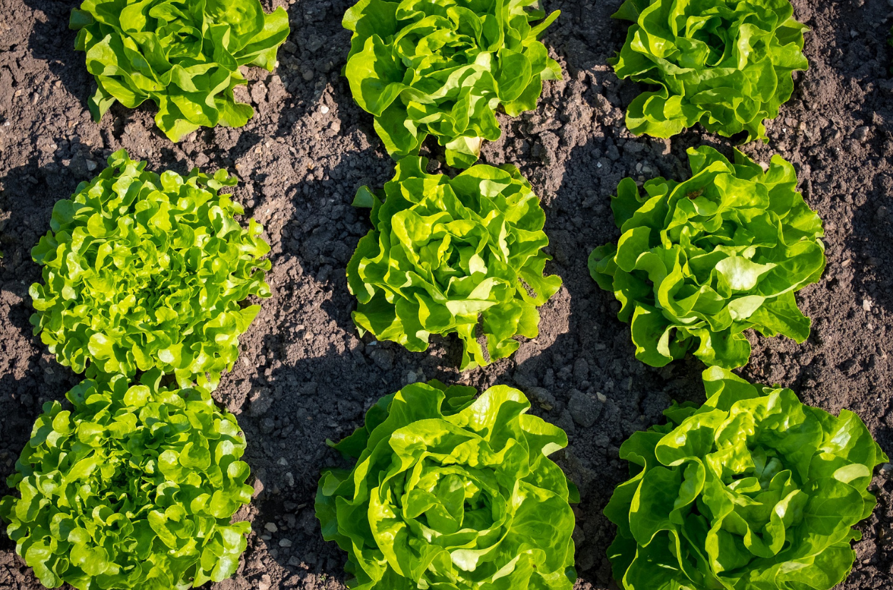 What is the Best Fertilizer for Lettuce?