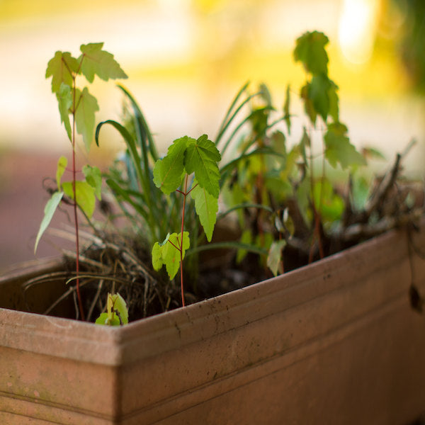 How Do Your Plants Get Sick?