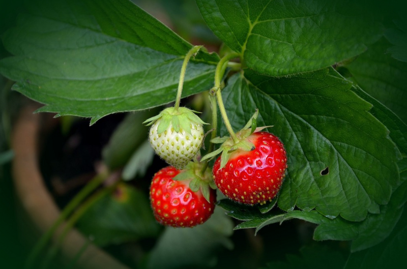 What is the Best Fertilizer for Strawberries?