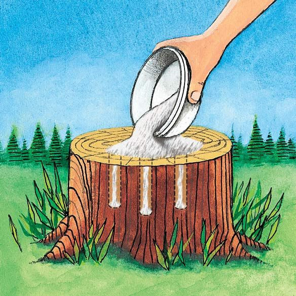 drawing of hand pouring a cup of Epsom salt into holes in a tree stump