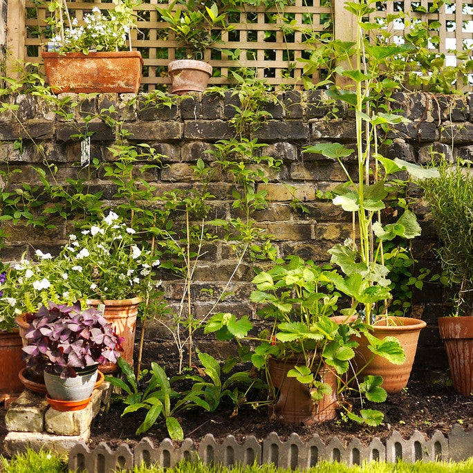 What Should You Plant in a Container Garden?