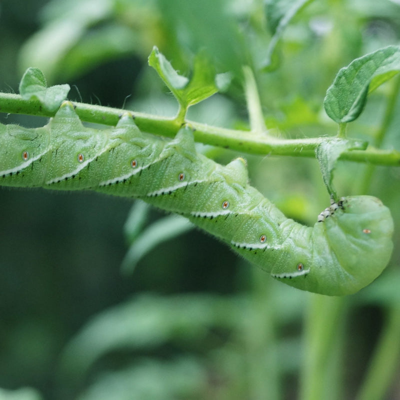 5 Harmful Garden Insects and How to Eliminate Them