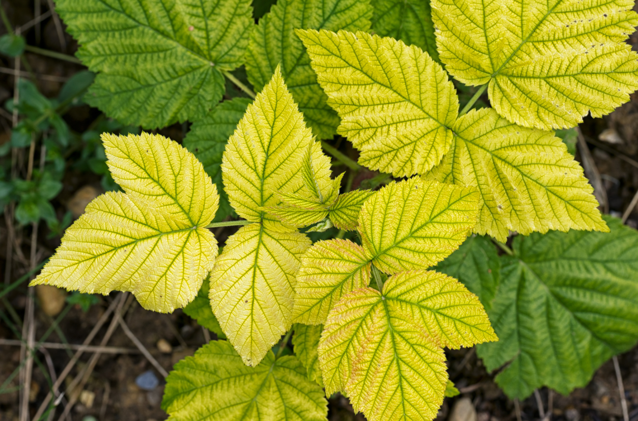 8 Reasons Why Your Plant's Leaves Are Turning Yellow