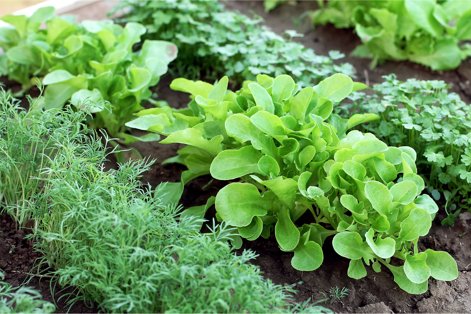 6 Important Questions About Preparation for Growing Vegetables