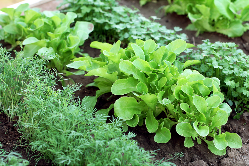 6 Important Questions About Preparation for Growing Vegetables