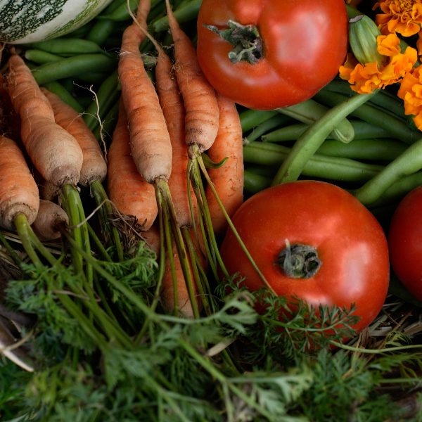 Our Top 5 Fertilizer Picks for Your Vegetable Garden