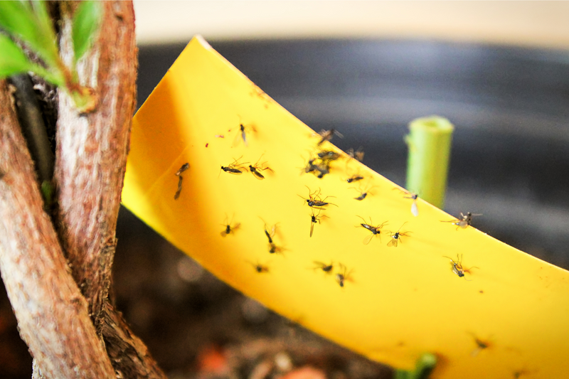 How to Get Rid of Fungus Gnats for Good