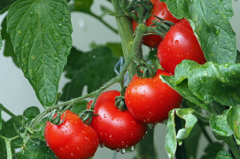 7 of the Best Summer Vegetables for Home Gardens