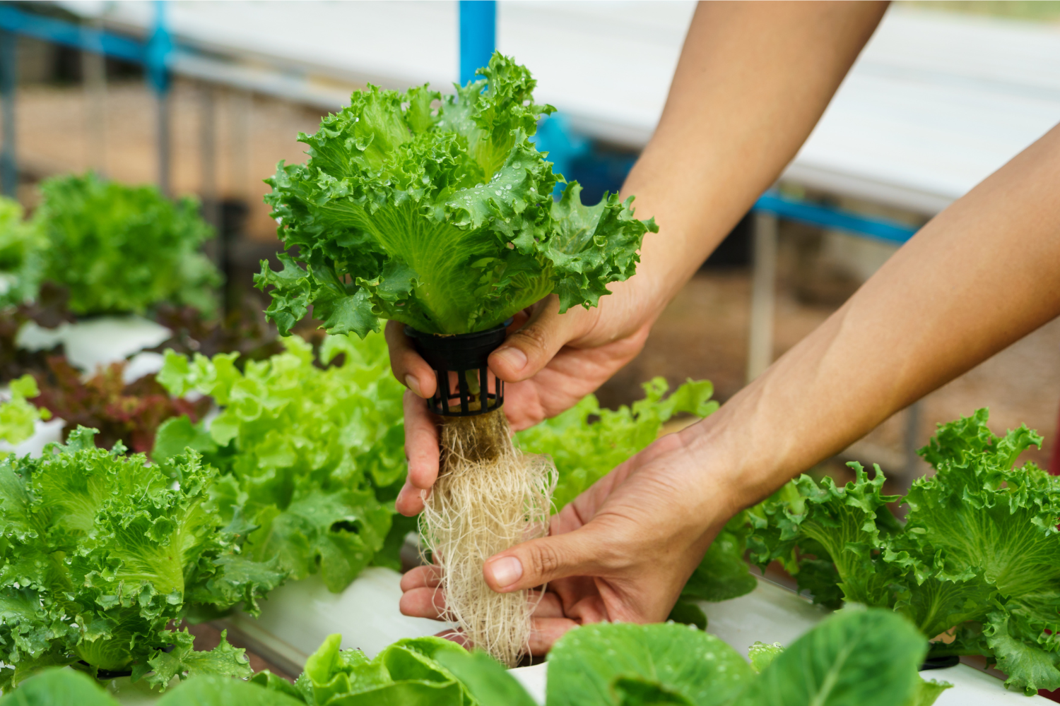 How to Treat Root Rot in Hydroponic Plants