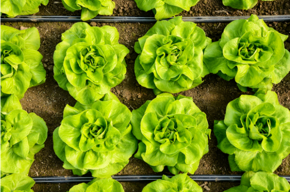 How to Grow Lettuce in Your Home Garden
