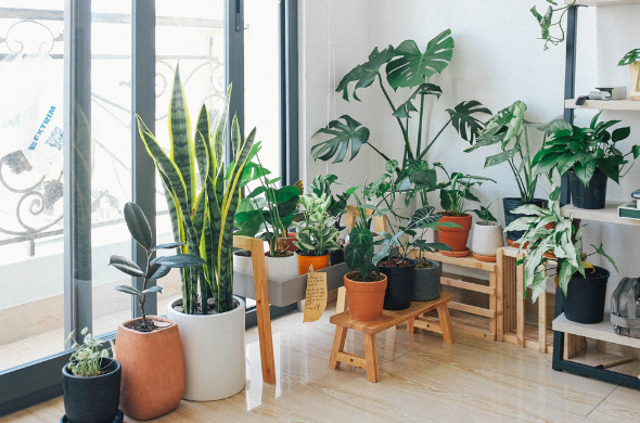 A Beginner’s Guide to Indoor Plants