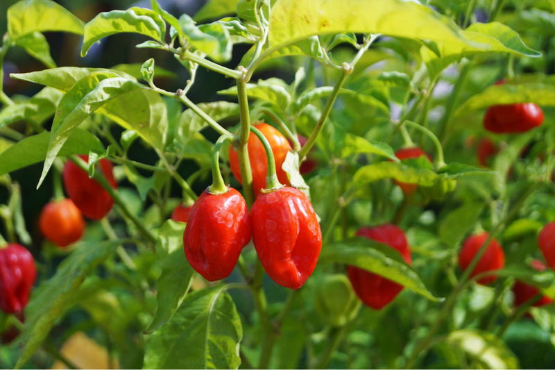 What is Helpful to Know About Natural Herb Fertilizer?