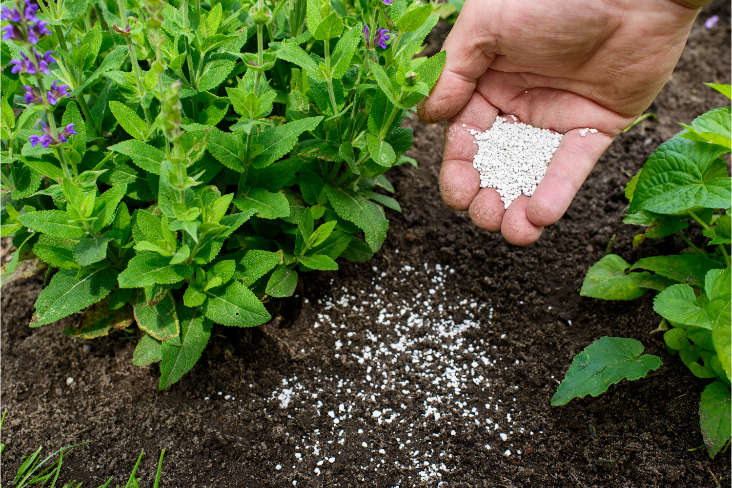 What is the Best Side Dressing Fertilizer?