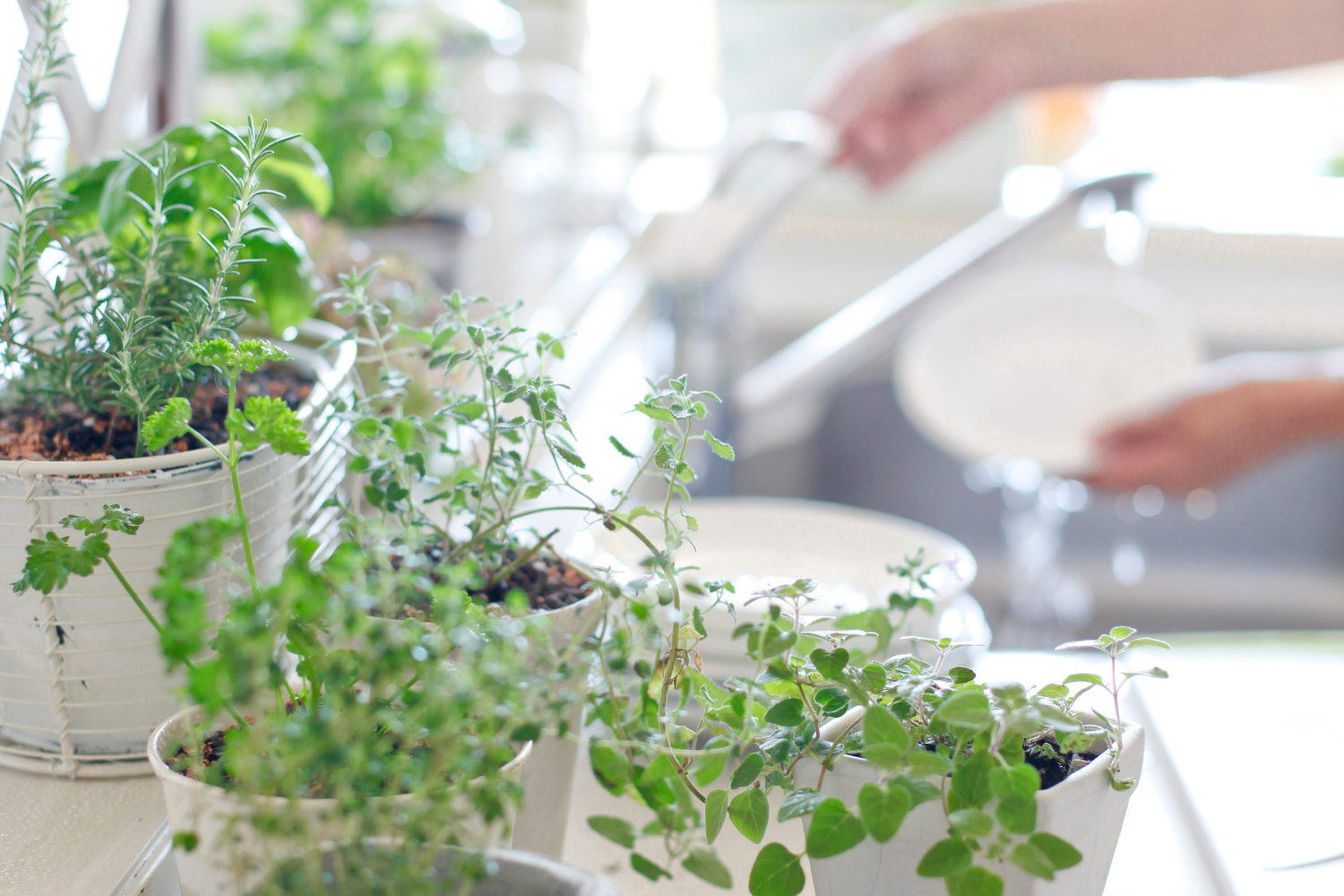 How To Easily Start A Beautiful Kitchen Garden