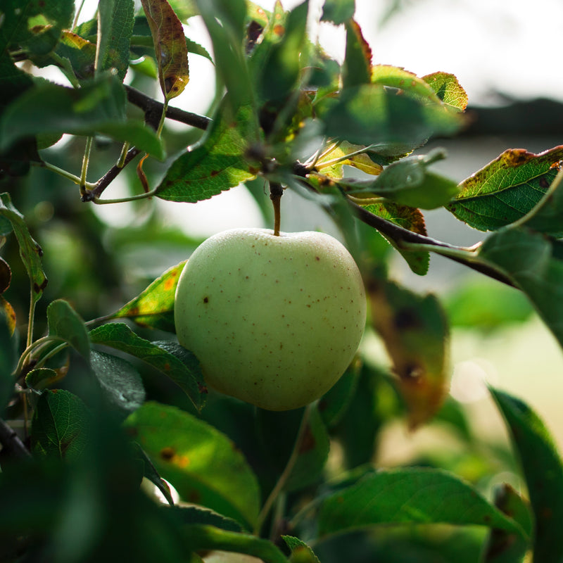 What You Should Be Doing in Your Garden Now, to Get a Bountiful Fall Harvest