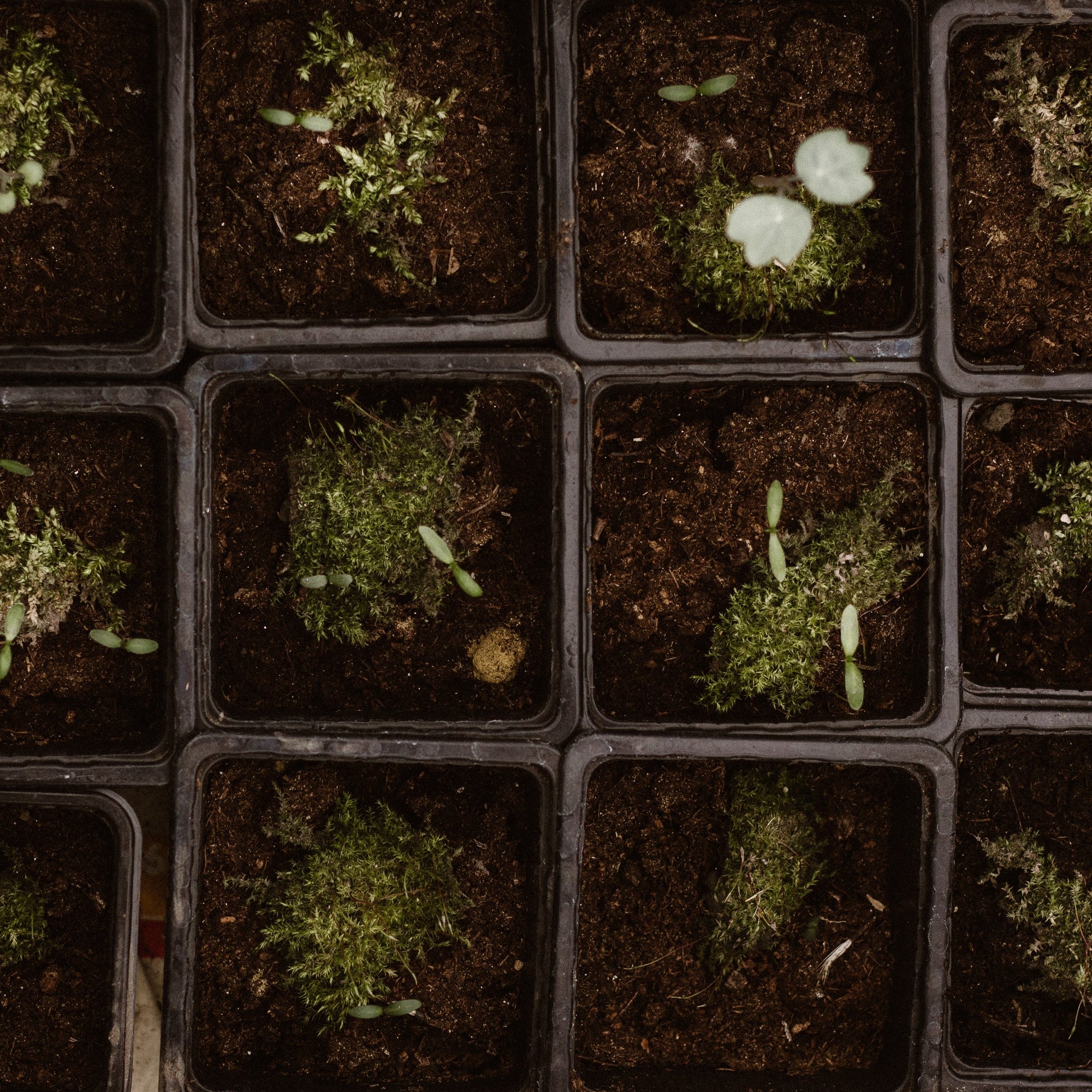 How Soil Moisture Can Affect Your Plant's Growth