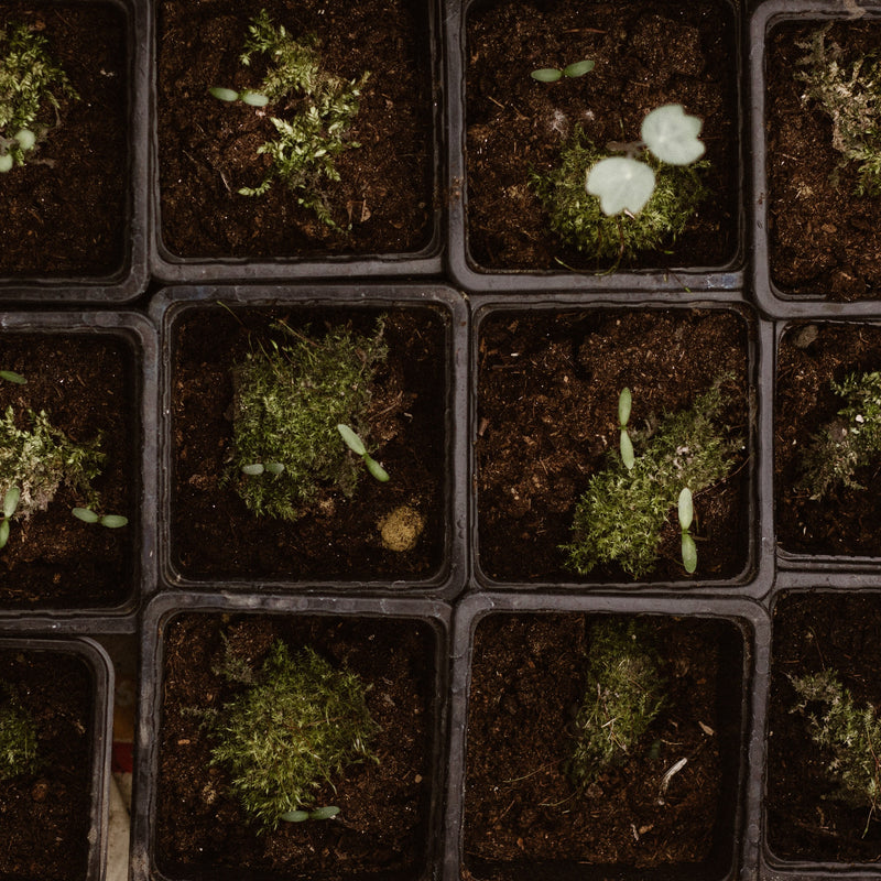 How Soil Moisture Can Affect Your Plant's Growth