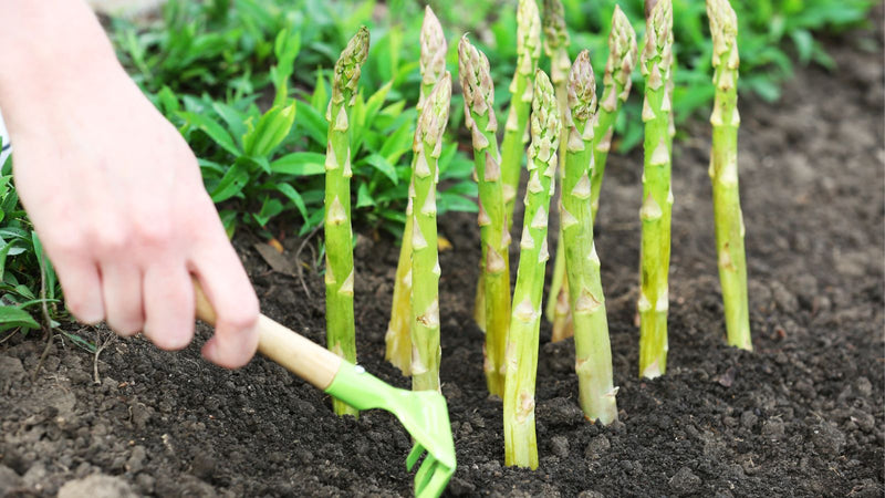 Asparagus spears emerging in a raised garden bed, ready for spring harvest