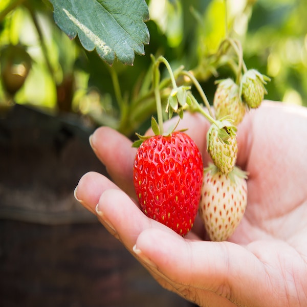 How to Grow Strawberries in 6 Simple Steps