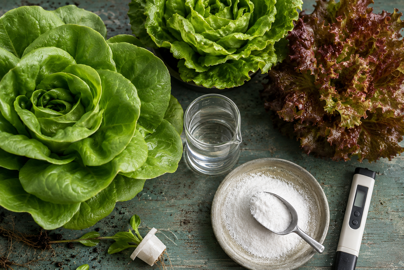 Butterhead and red-leaf lettuce on a potting bench with a beaker of dissolved water-soluble lettuce fertilizer, a scoop of fertilizer powder, and an EC pen.
