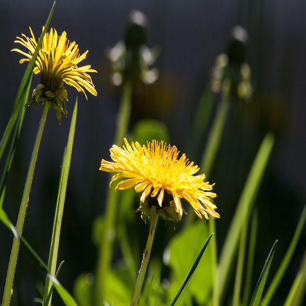 How to Masterfully Manage Weeds in the Garden