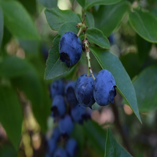 Fertilizing Your Organic Garden