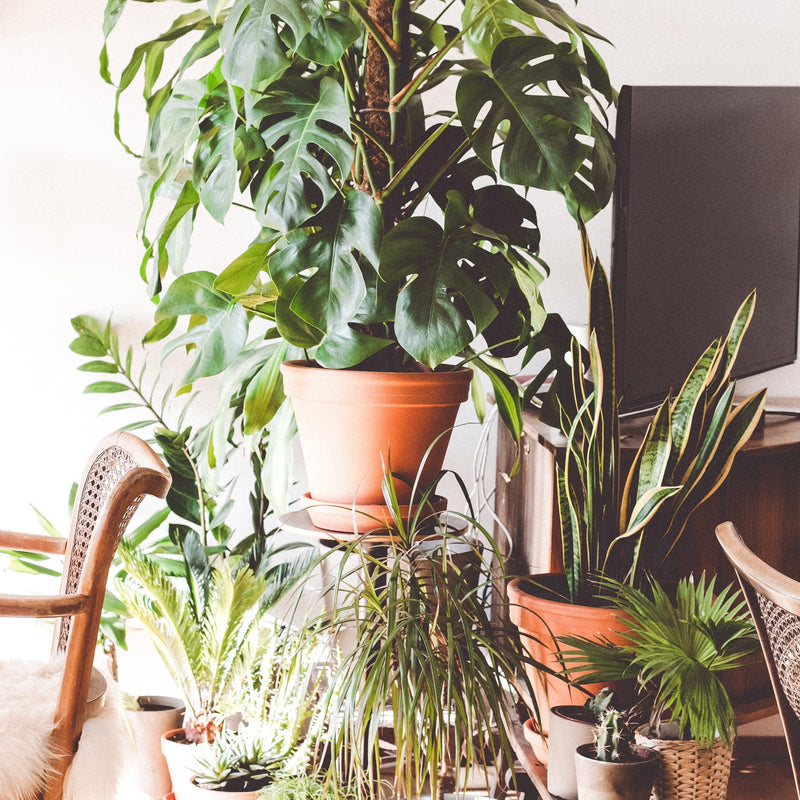 5 Plants That Improve the Air Quality in Your Home