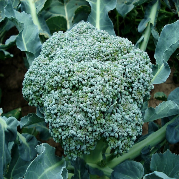 6 Frost Tolerant Vegetables You’ll Want in Your Garden