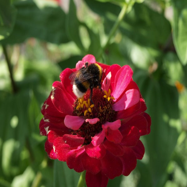 5 Types of Pollinators And How to Attract them