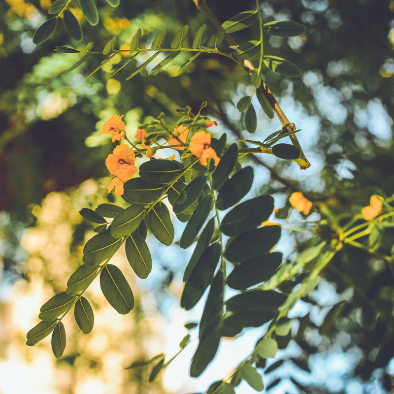 How Timing Your Fertilizer Application Can Make All the Difference in Your Plants