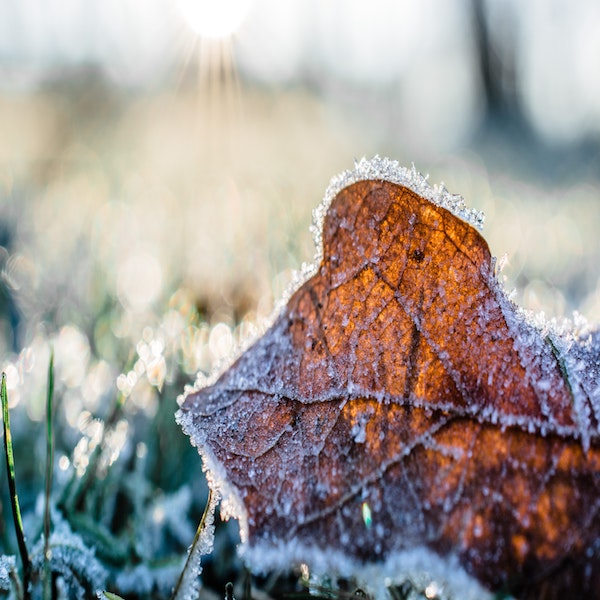 Why Do Frost Dates Matter For Your Garden?