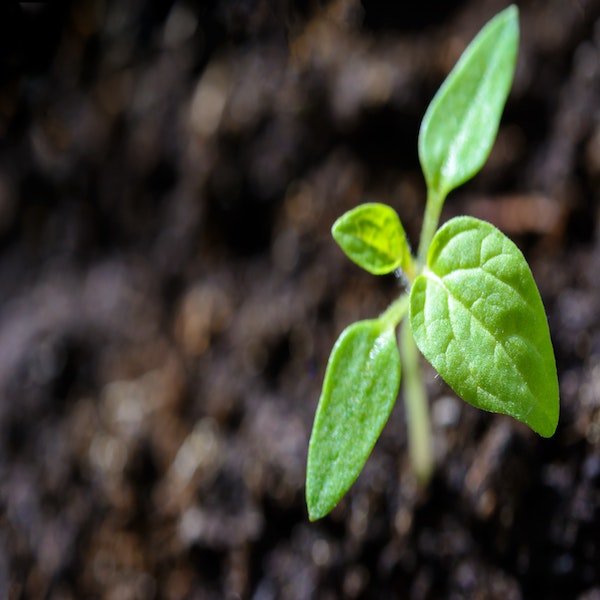 The 5 Fertilizers That Will Also Encourage Soil Health