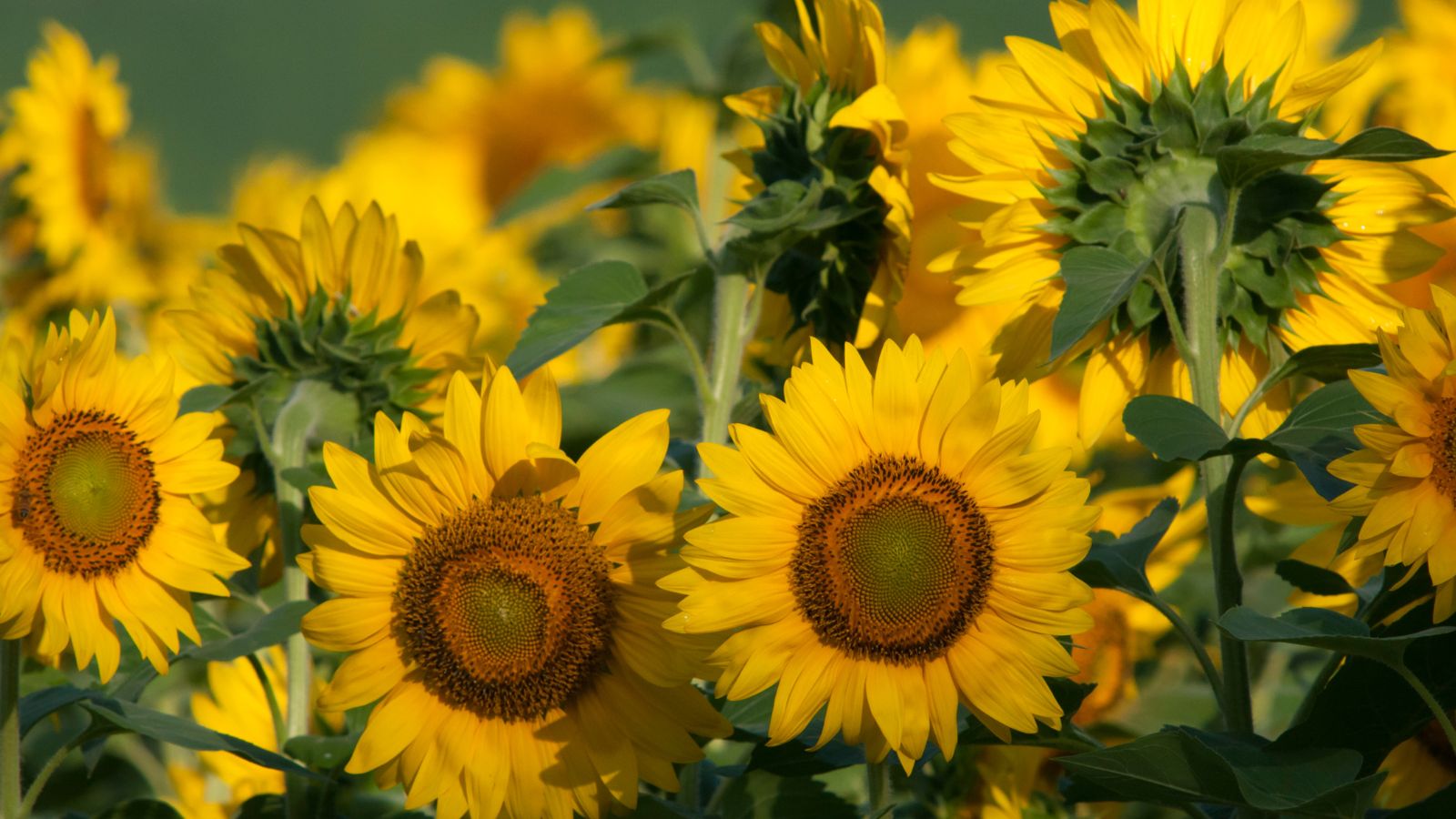 patch of common sunflowers