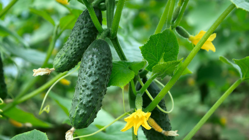 When and How to Plant Cucumbers for a Bountiful Harvest