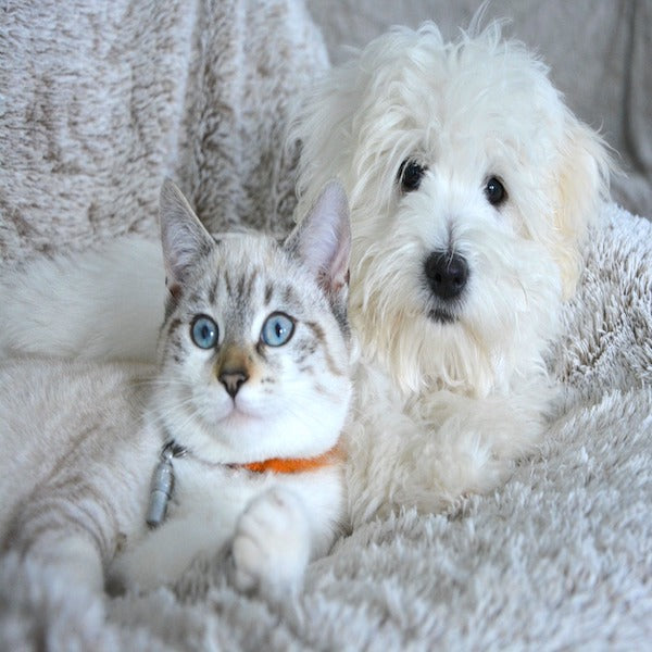 Is MSM Right for Your Pet?