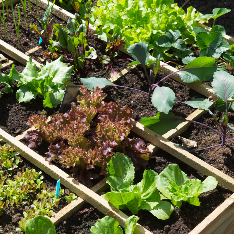 Square Foot Gardening: Is it the Best Choice?