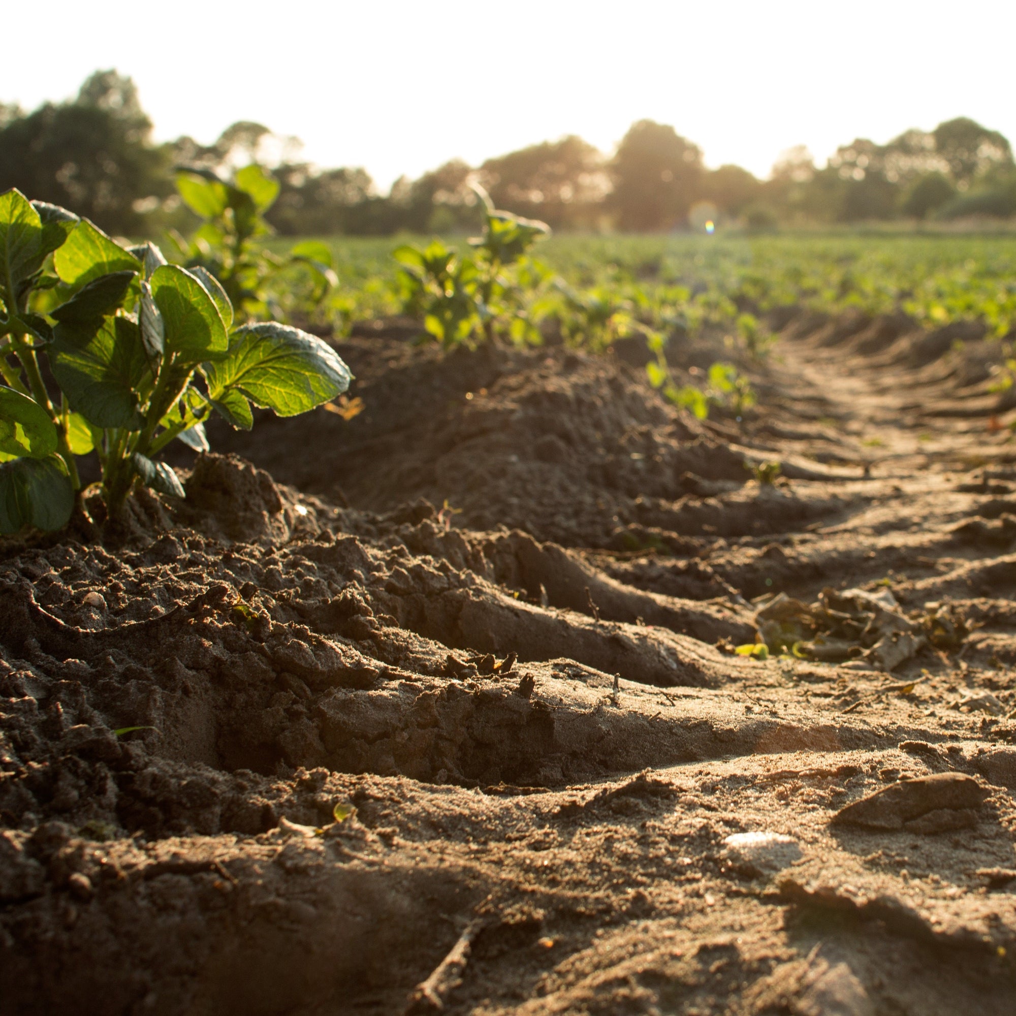 How to Improve Soil Health With Soil Amendments