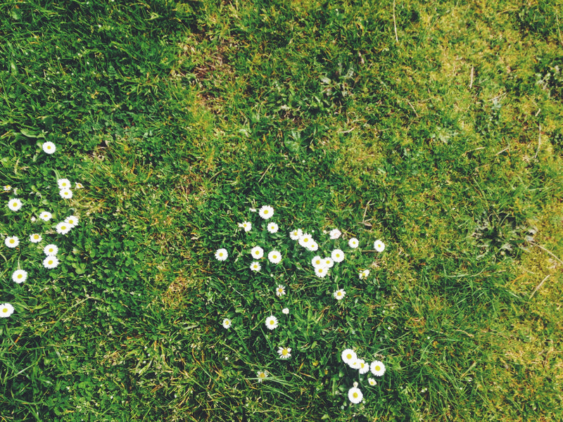 A Guide to Greener Grass - Selecting the Proper Fertilizer for Your Lawn