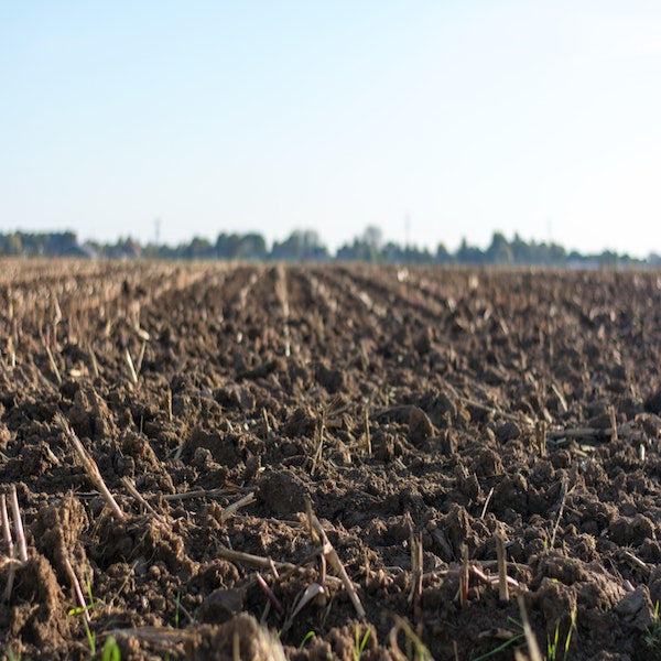 How to Nourish Your Soil in the Winter