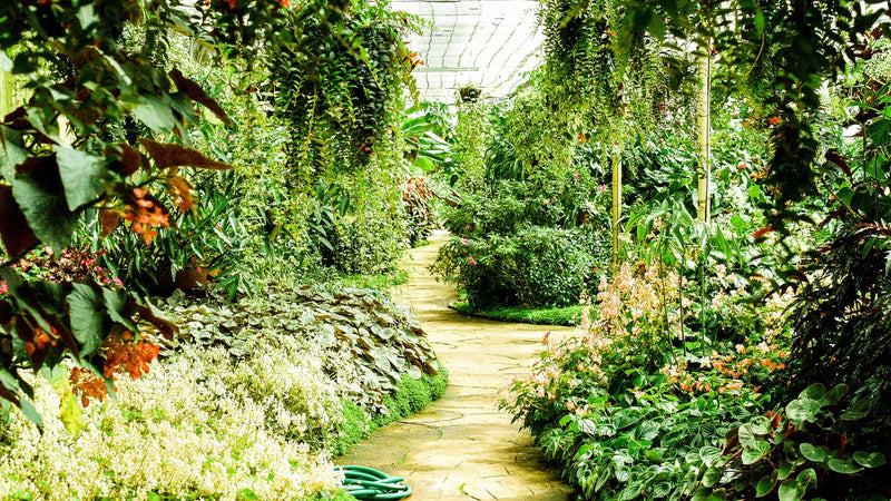 Forest garden in backyard with stone pathway