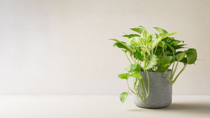 5 Low Light Indoor Plants You'll Love to Grow