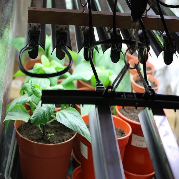 What You Need to Know About Grow Lights