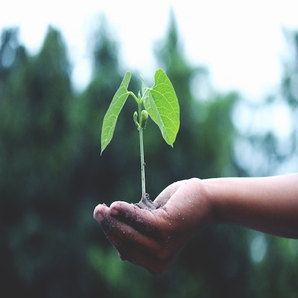 What Are the Effects of Iron on Plant Growth?