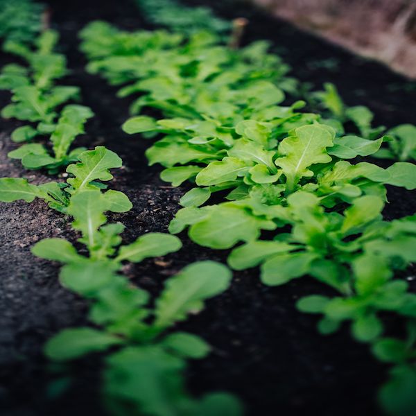 Should You Worry That Your Soil is Contaminated?