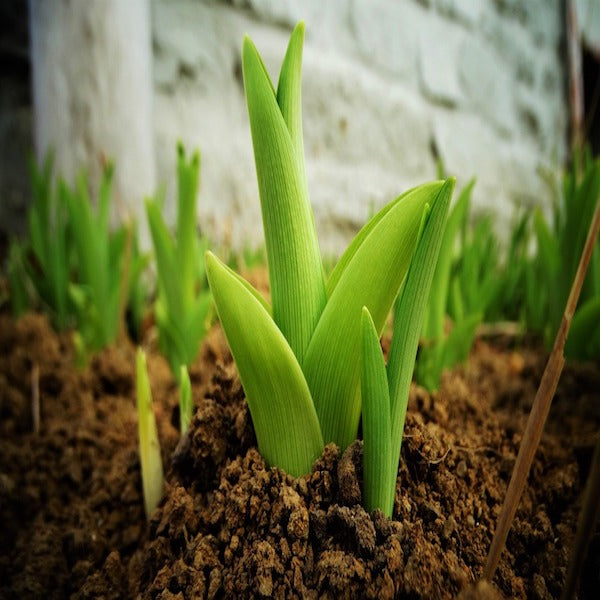 How to Prep Your Soil for Spring